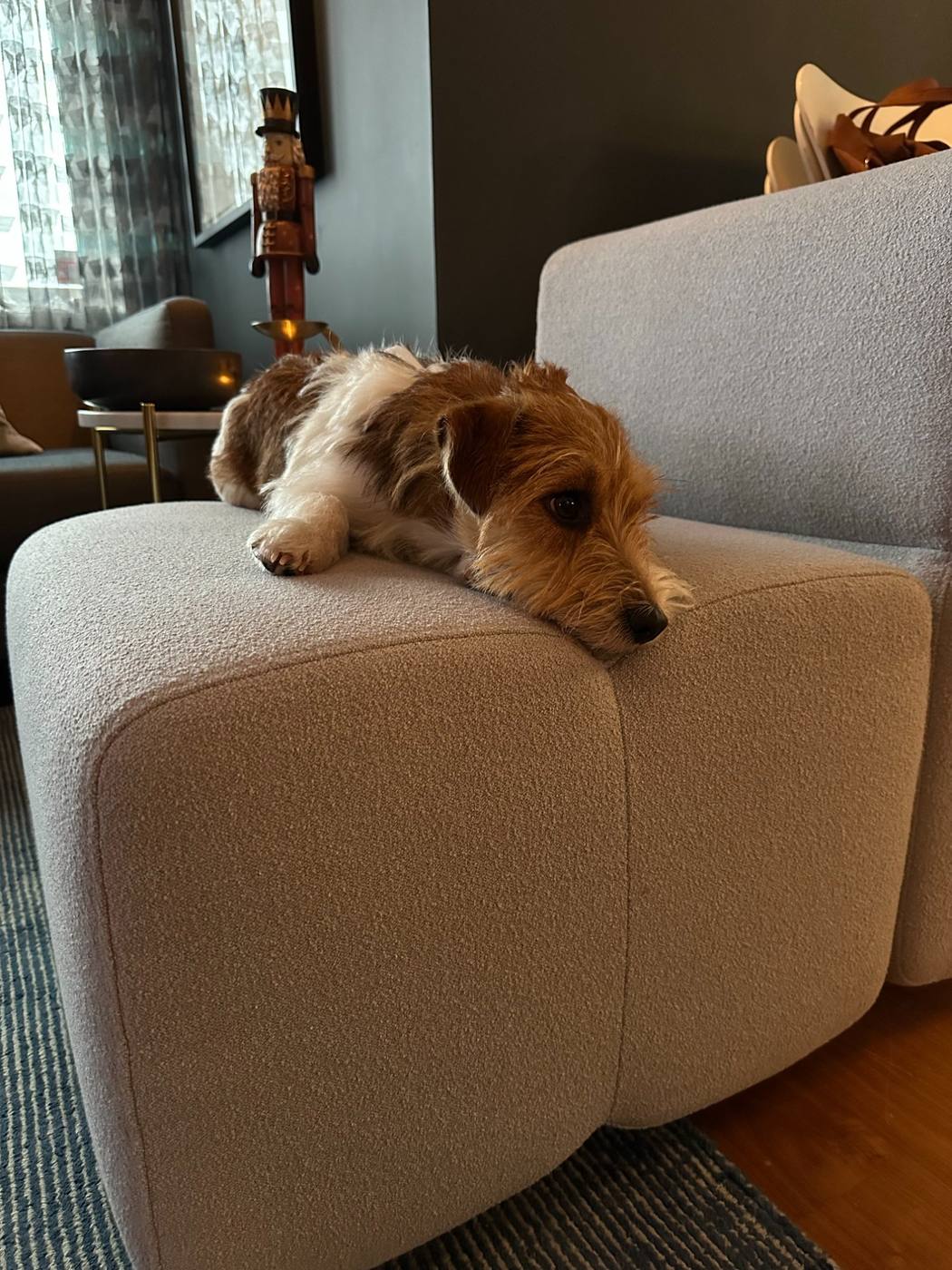En hund hvilende på en KEEEP-sofa — hjemfølelse, langtidsbruk.